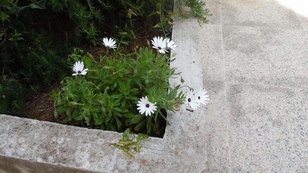 Apartment Hvar Krizna Luka Χβαρ Εξωτερικό φωτογραφία
